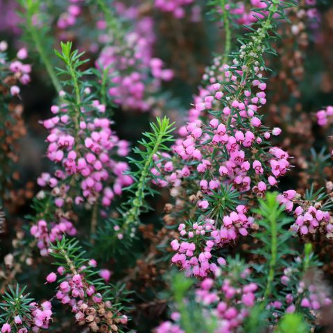 Erica vagans Mrs D. F. Maxwell - Bruyère vagabonde aux fleurs rouges