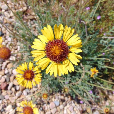 Gaillardia pinnatifida - une gaillarde botanique jaune à coeur rouge