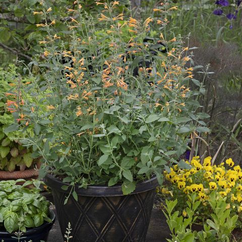 Agastache aurantiaca Navajo Sunset - Graines d'Agastache dorée aux ...