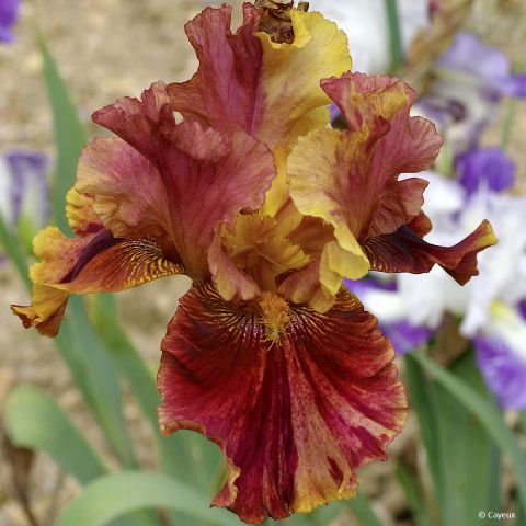 Iris Crimson Tiger - Iris des Jardins strié de rouge foncé sur fond ...