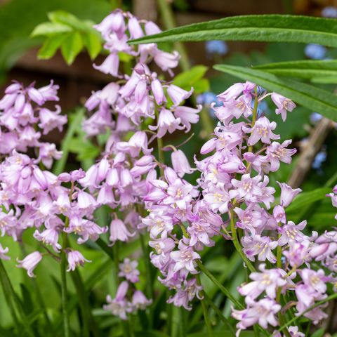 Hyacinthoides hispanica Rose Queen - Jacinthe d'Espagne à fleurs rose clair