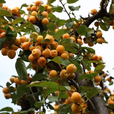 Malus robusta Yellow Siberian - Pommier d