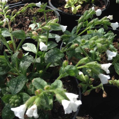 Pulmonaria Ice Ballet - Une pulmonaire aux fleurs blanc pur sur un ...