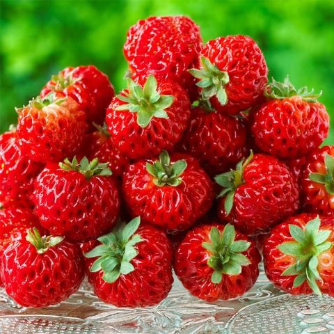 Fraises au potager : halte au pillage ! - Blog Promesse de fleurs