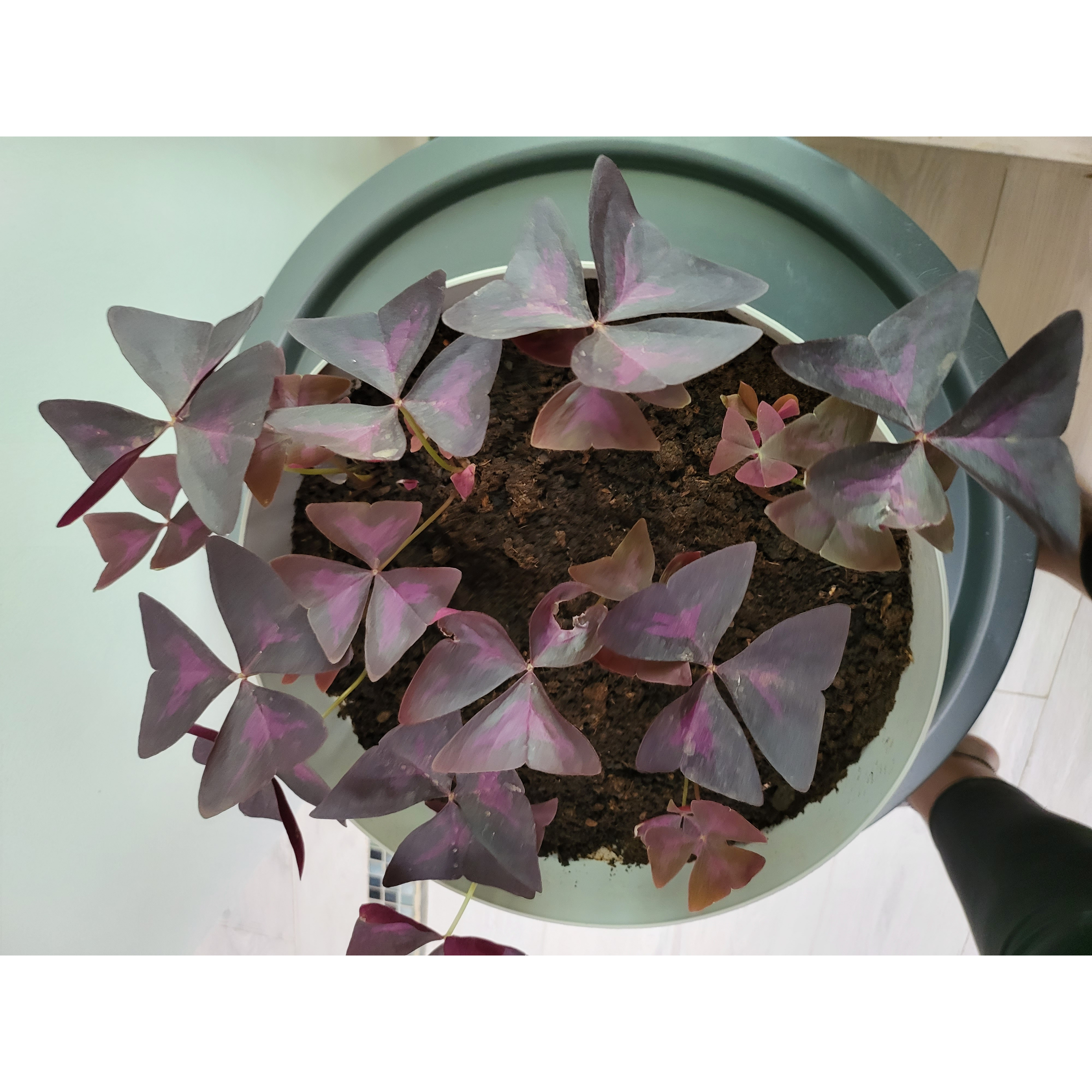 Oxalis triangulaire, Faux-trèfle à fleurs roses, Oxalis regnellii ssp  triangularis : planter, cultiver, multiplier
