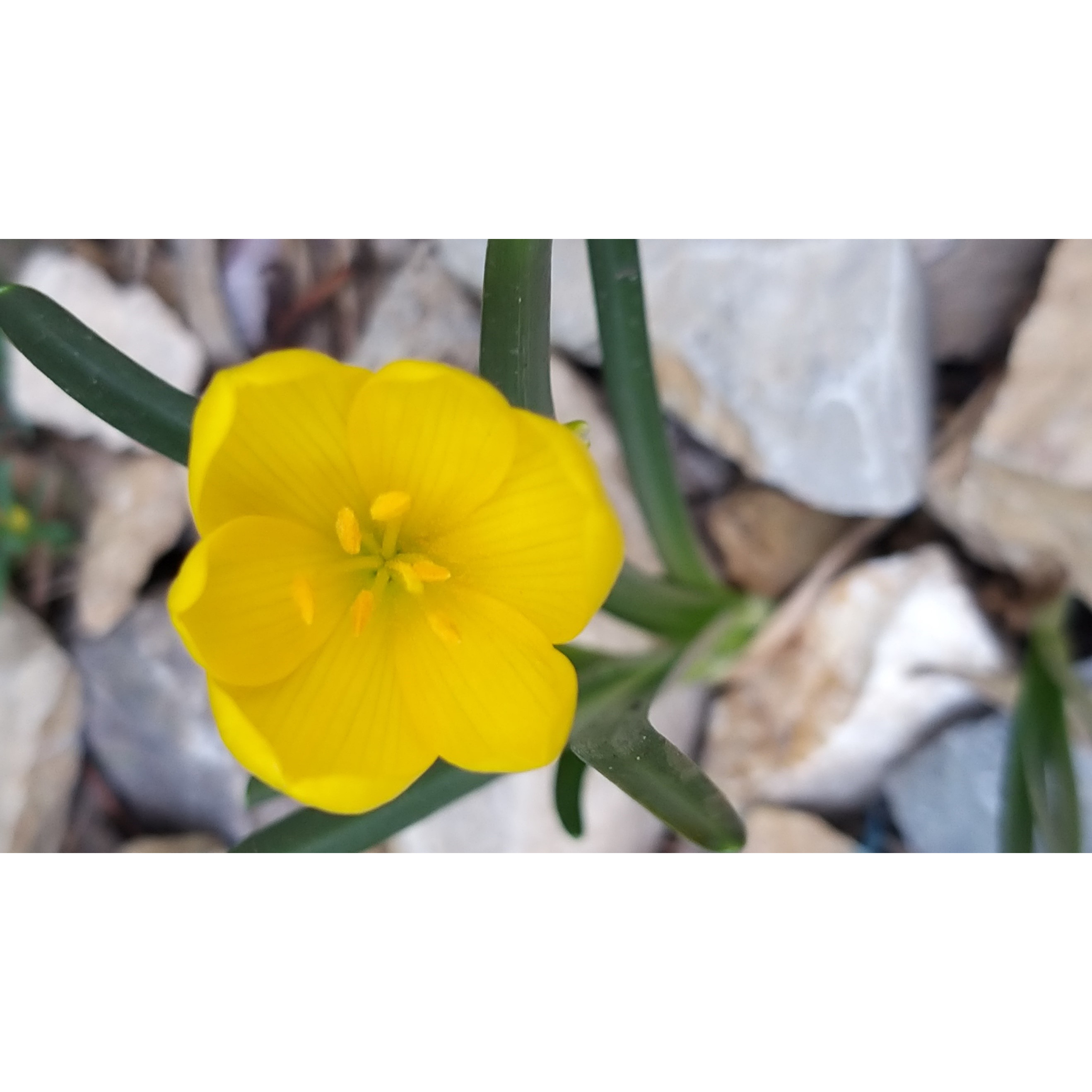 Crocus jaune d'automne, Vendangeuse, Sternbergia lutea : planter, cultiver,  multiplier