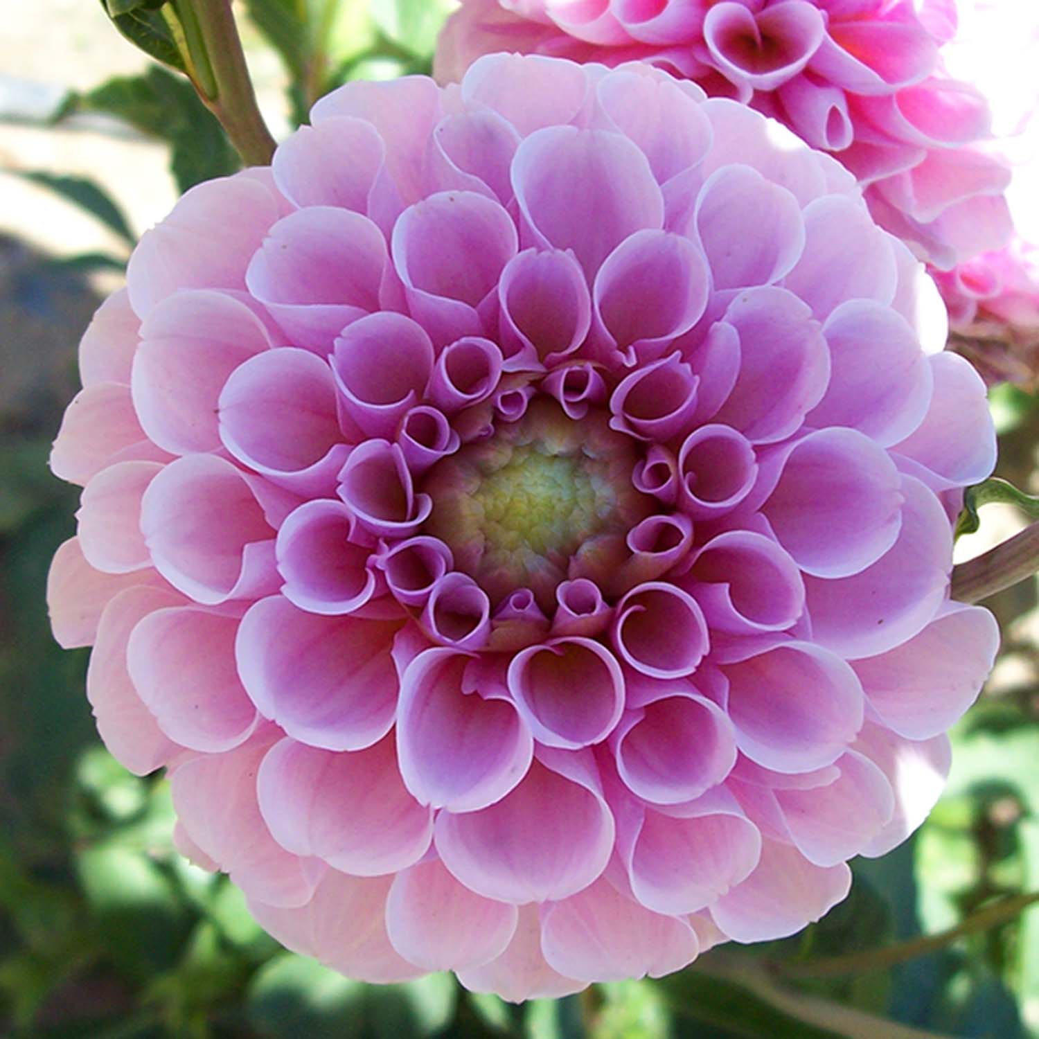 Doré - Pompons de danse universels, Boule de fleurs écologique