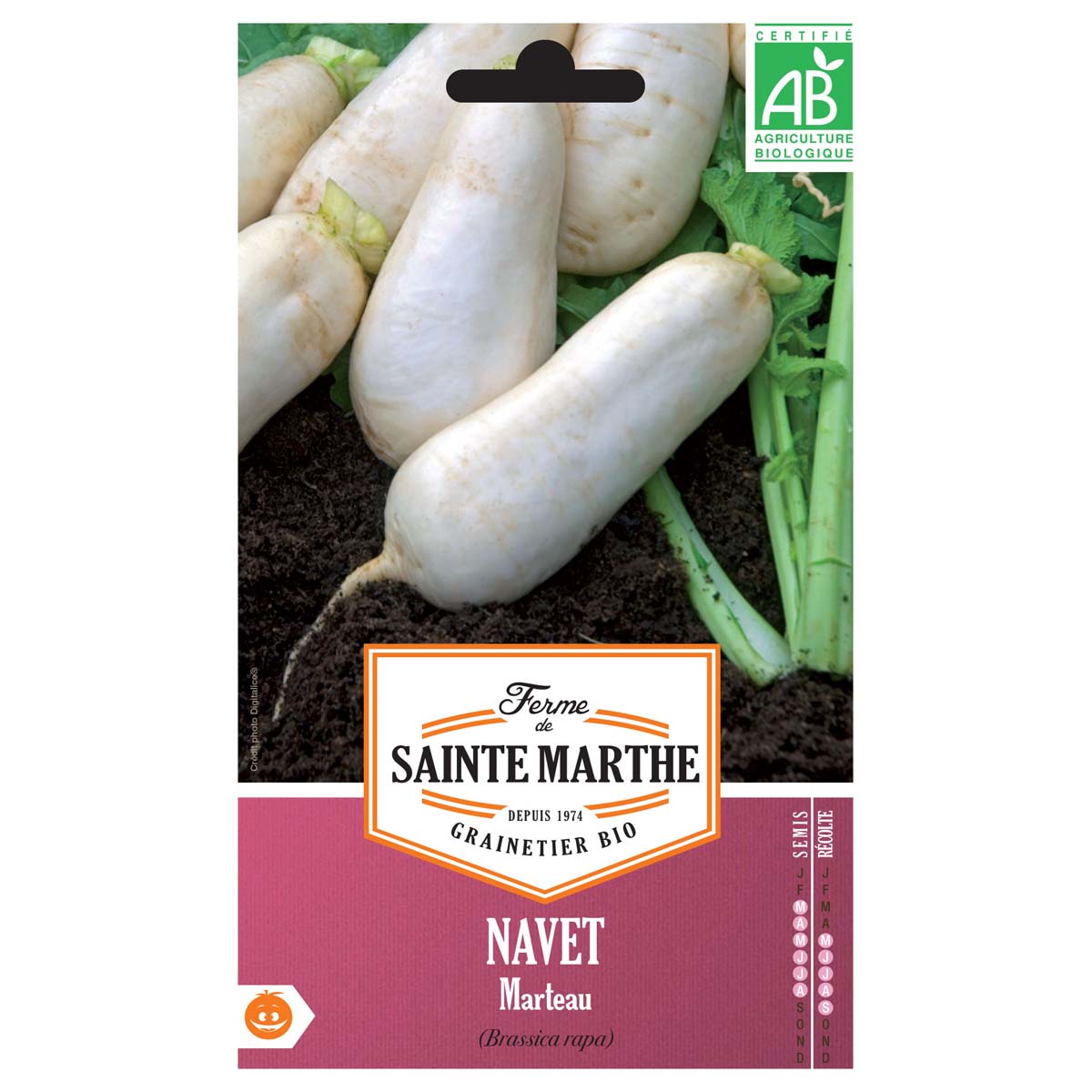 Graines de Navet de Péronne à semer au potager