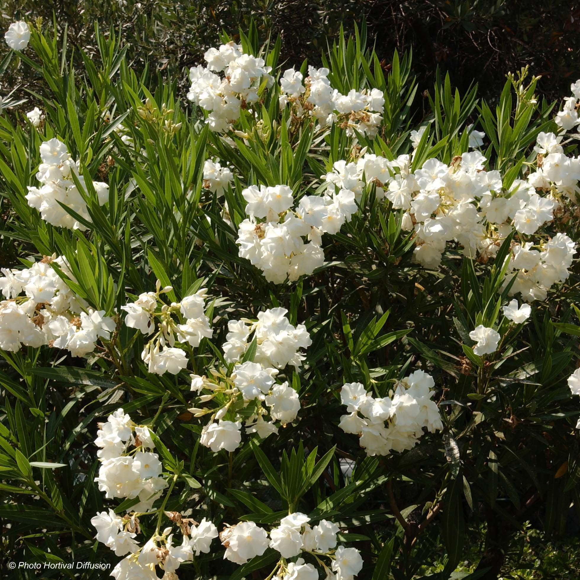Laurier-rose simple blanc, méditerranéenne Meilland Richardier