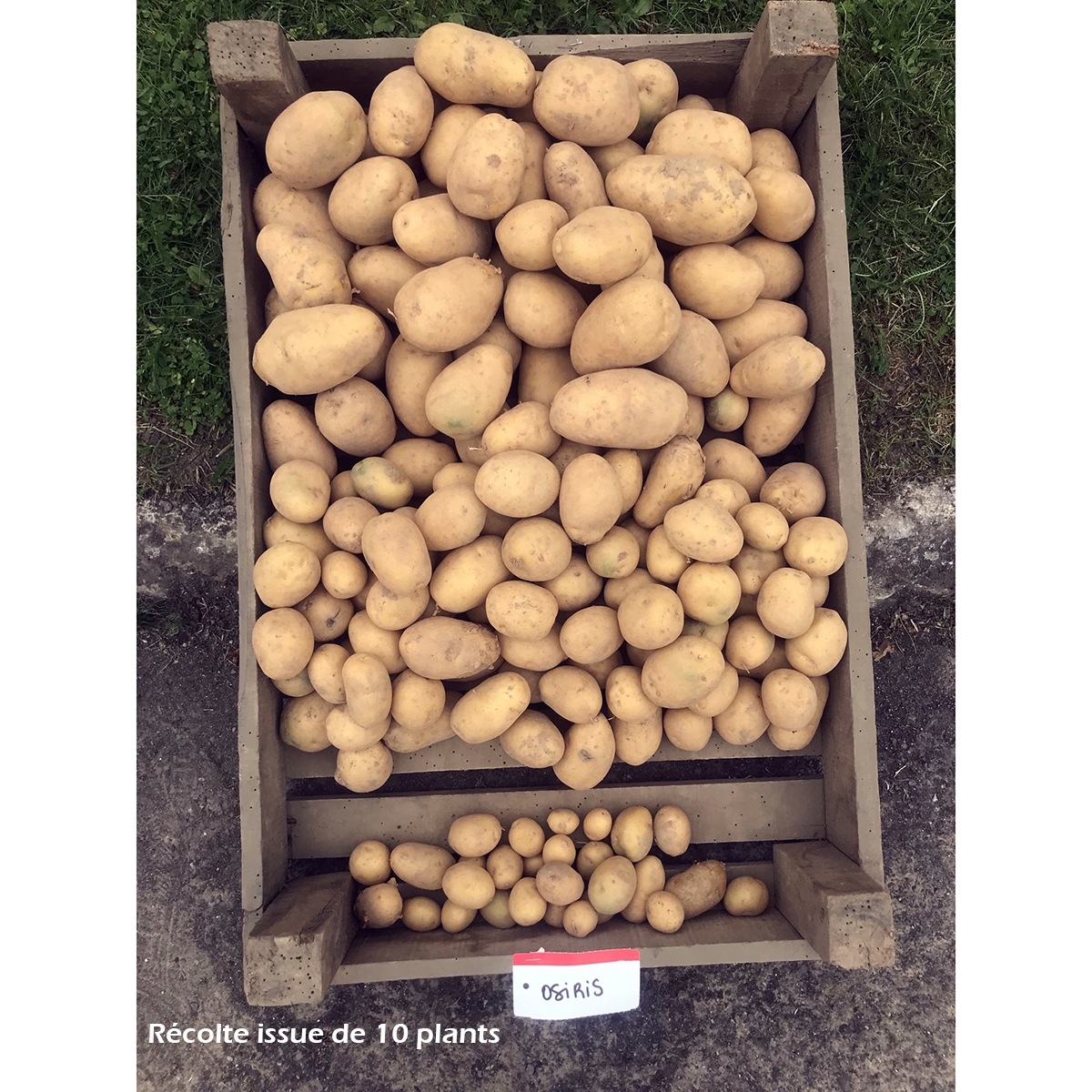 Fécule de pomme de terre 500g – Marche Branche D'Olivier