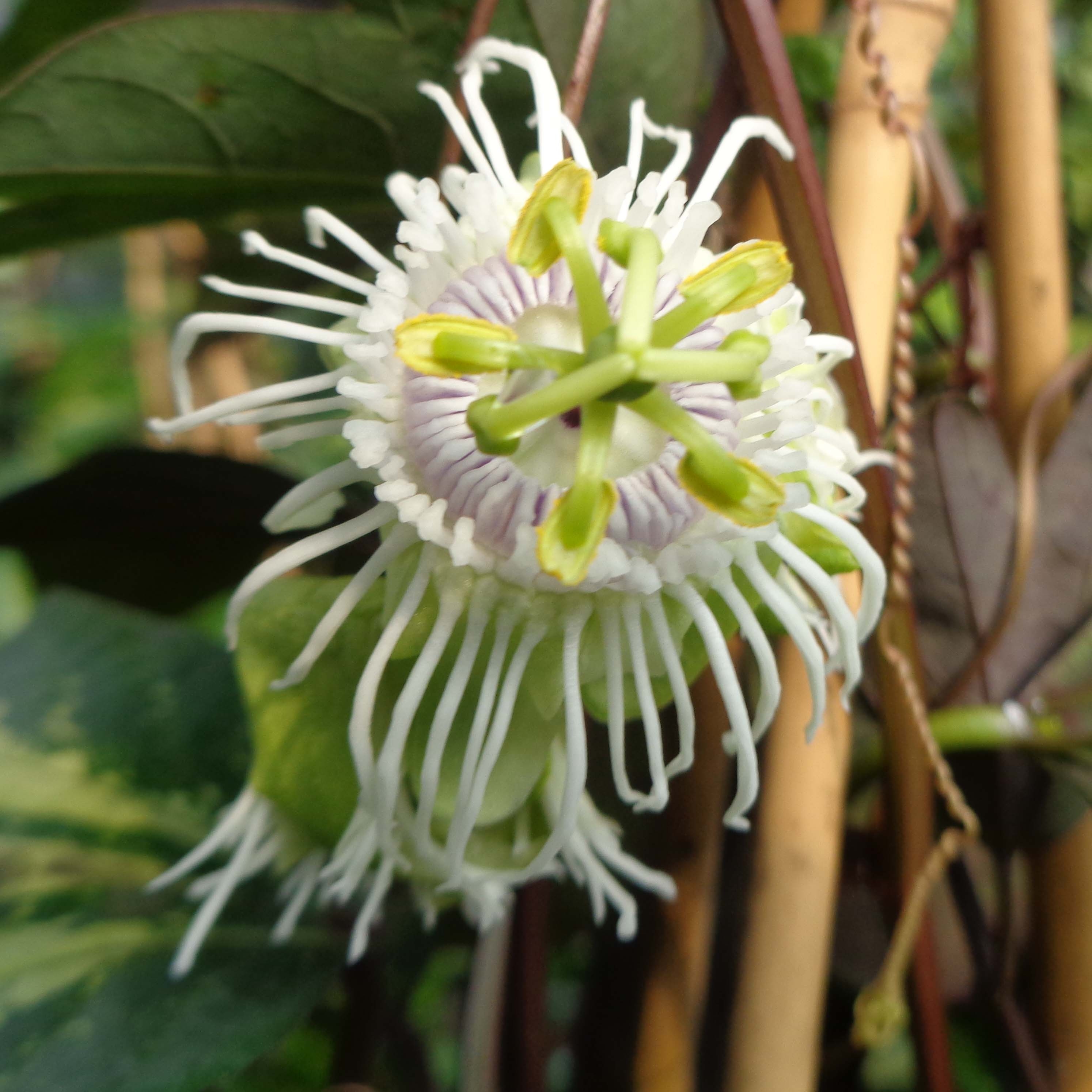 Grenadille (Passiflora edulis), fruit de la passion : plantation