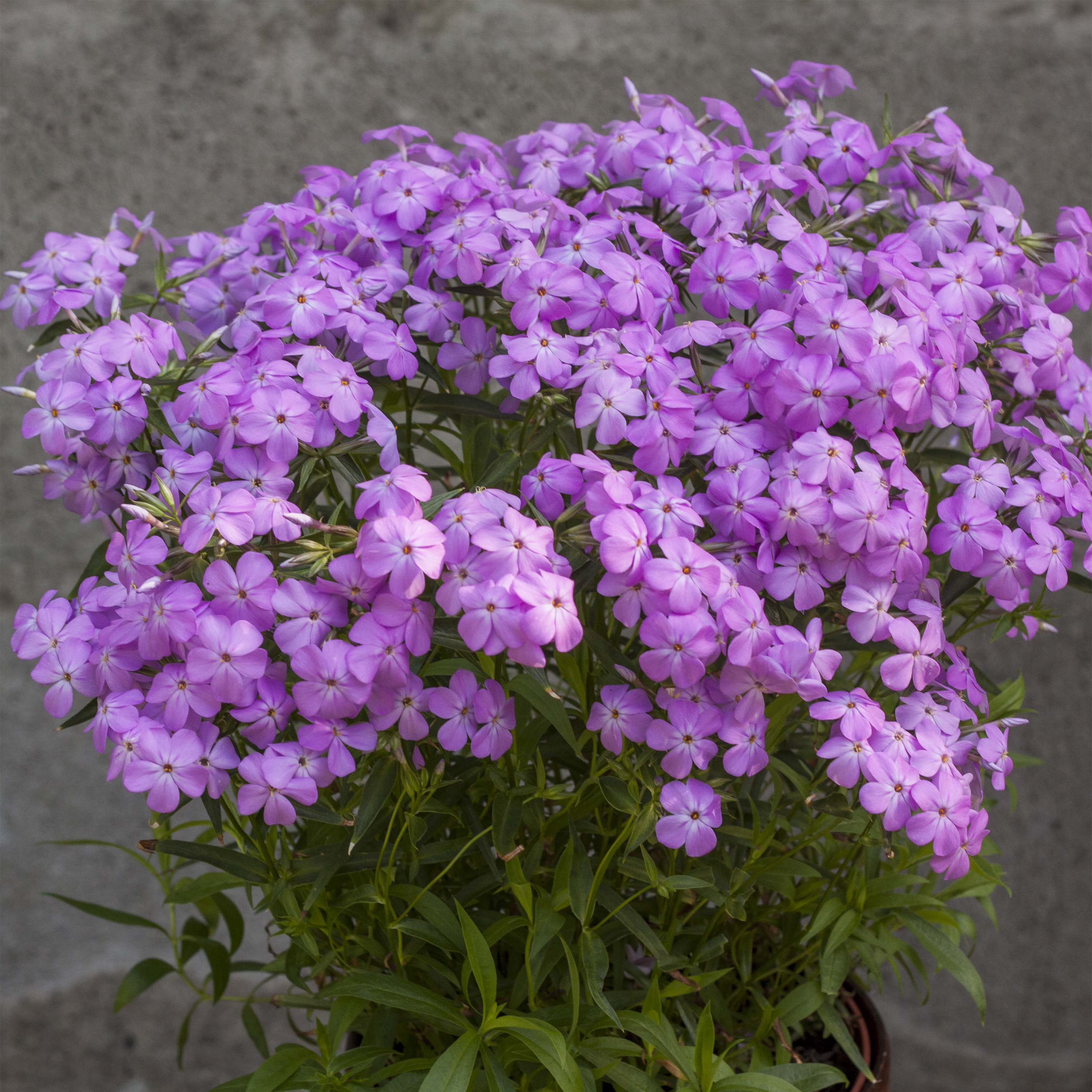 Phlox hybride Forever Pink - Vivace naine à abondante floraison rose mauve