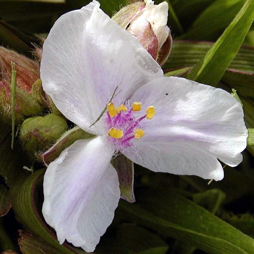 Tradescantia x andersoniana 'Blushing Bride' - Spiderwort (4.5 Pot)