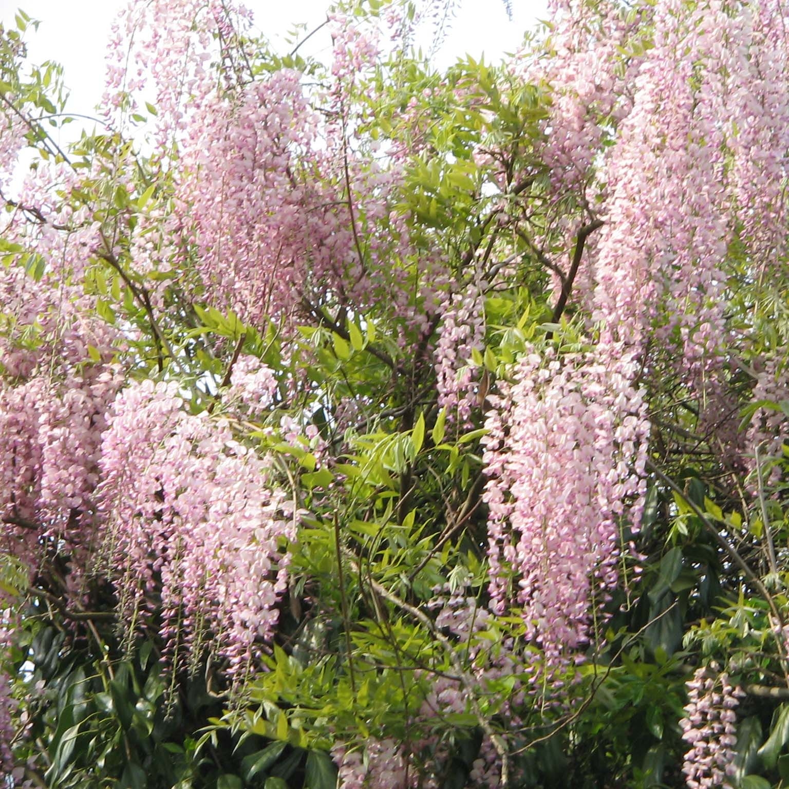 WISTERIA floribunda GRANDE DIVA CECILIA® (Glycine du Japon)