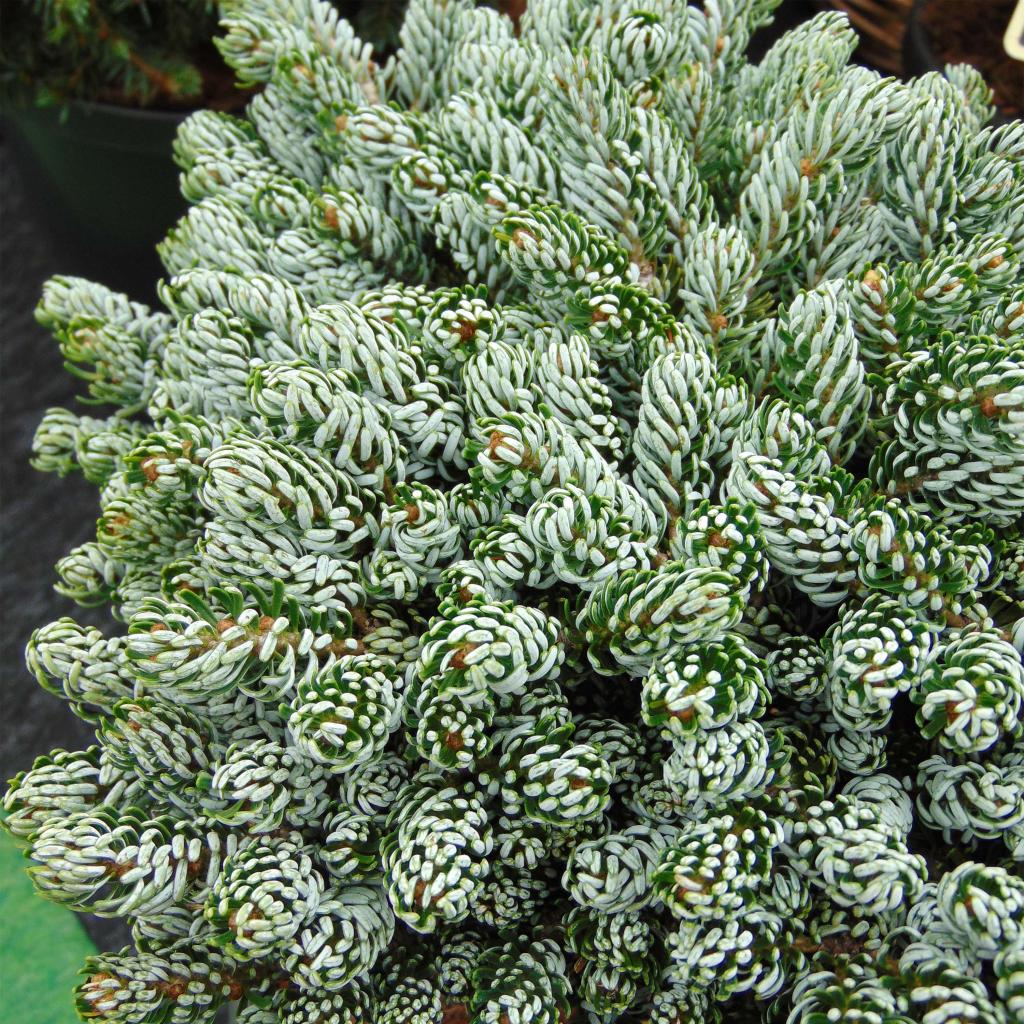 Abies Koreana Kohout's Icebreaker - Sapin De Corée Nain Au Jeunes ...