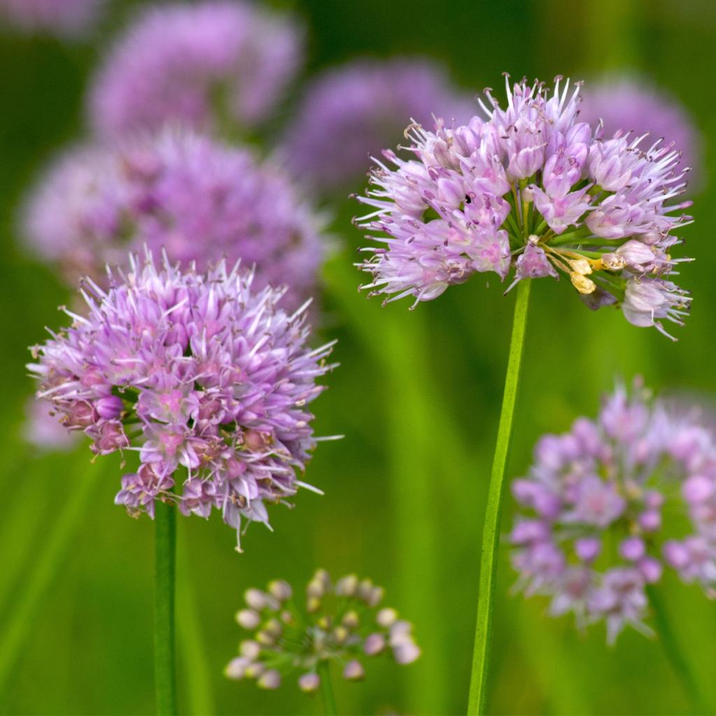 Allium carolinianum Rosy Dream - Ail d'ornement compact, à fleurs ...