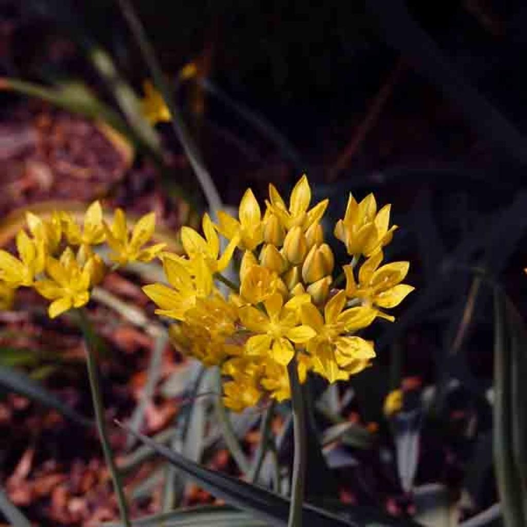 allium moly ail doré un petit ail d ornement à fleurs jaune d or