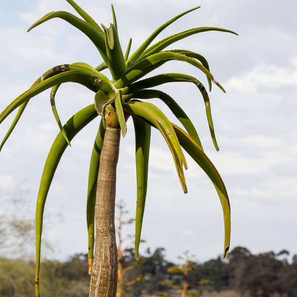 Aloe Barberae Aloe Bainesii Aloidendron Barberae Aloes En Arbre Africain 8886