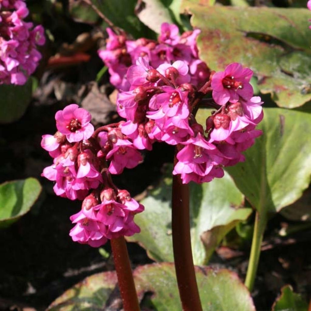 Bergenia Abendglut – Un bel hybride à feuilles teintées de rouge