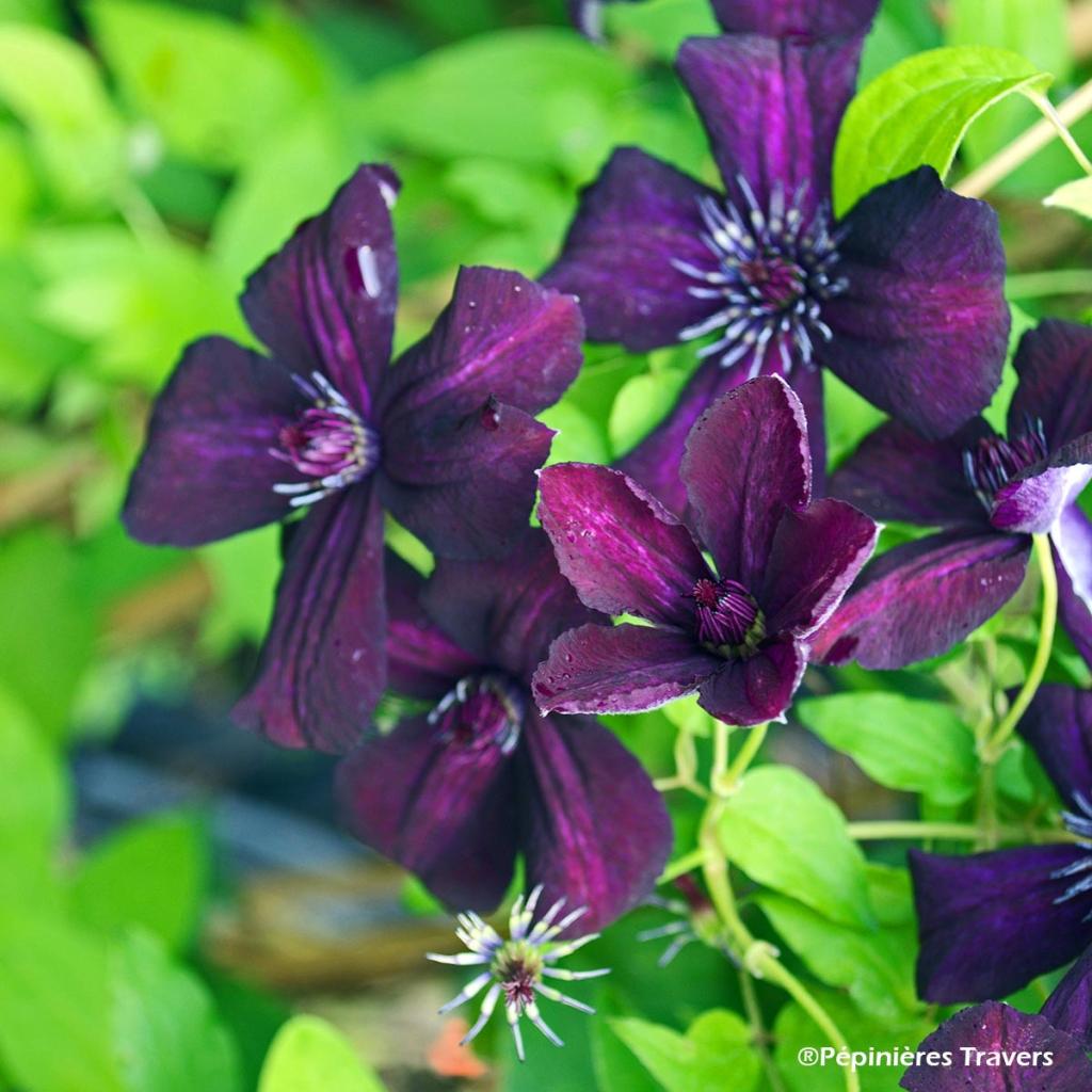 Clematis viticella Dark Eyes - Clématite italienne à petites fleurs ...