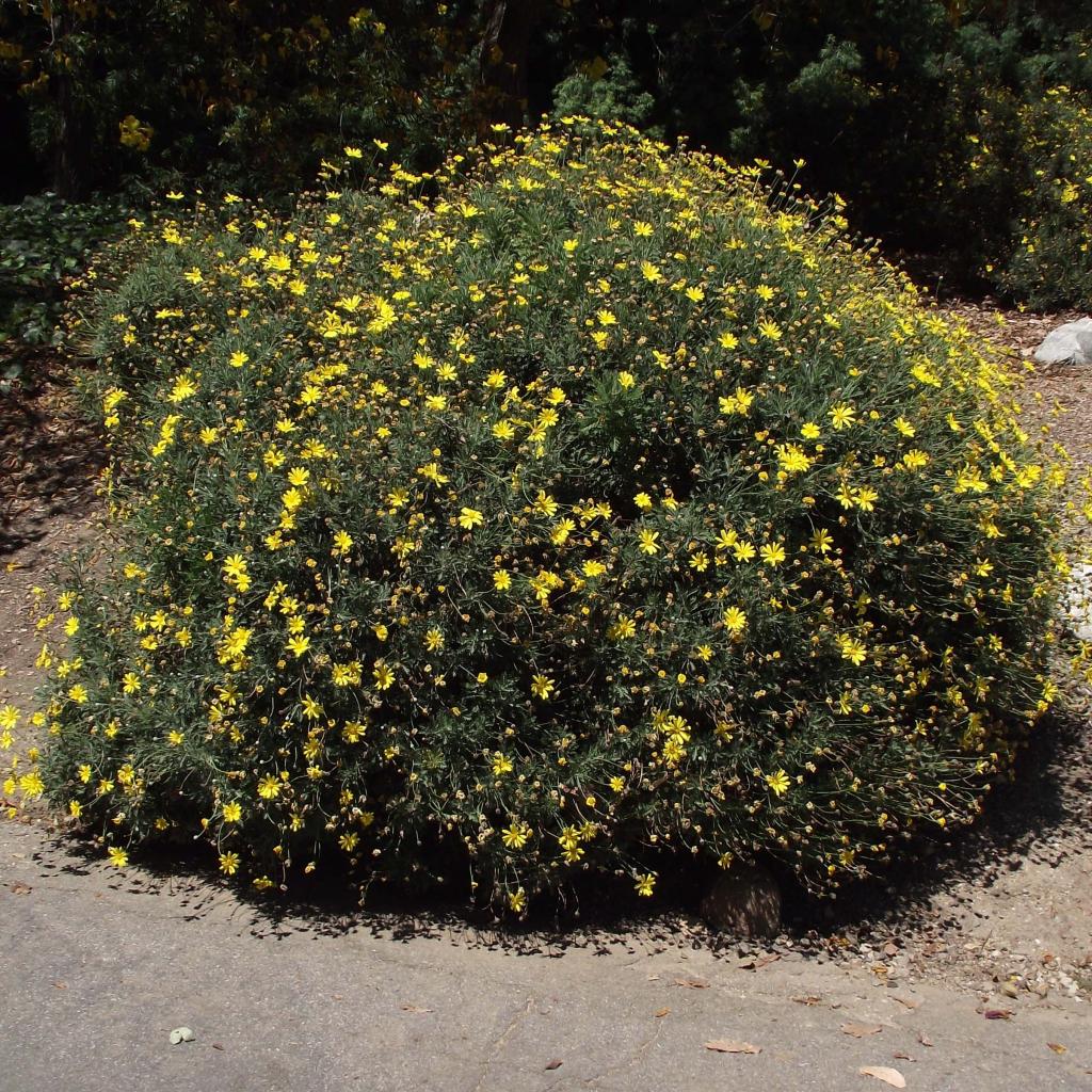 Euryops Pectinatus Euryops Pectin Vivace Arbustive De La Famille