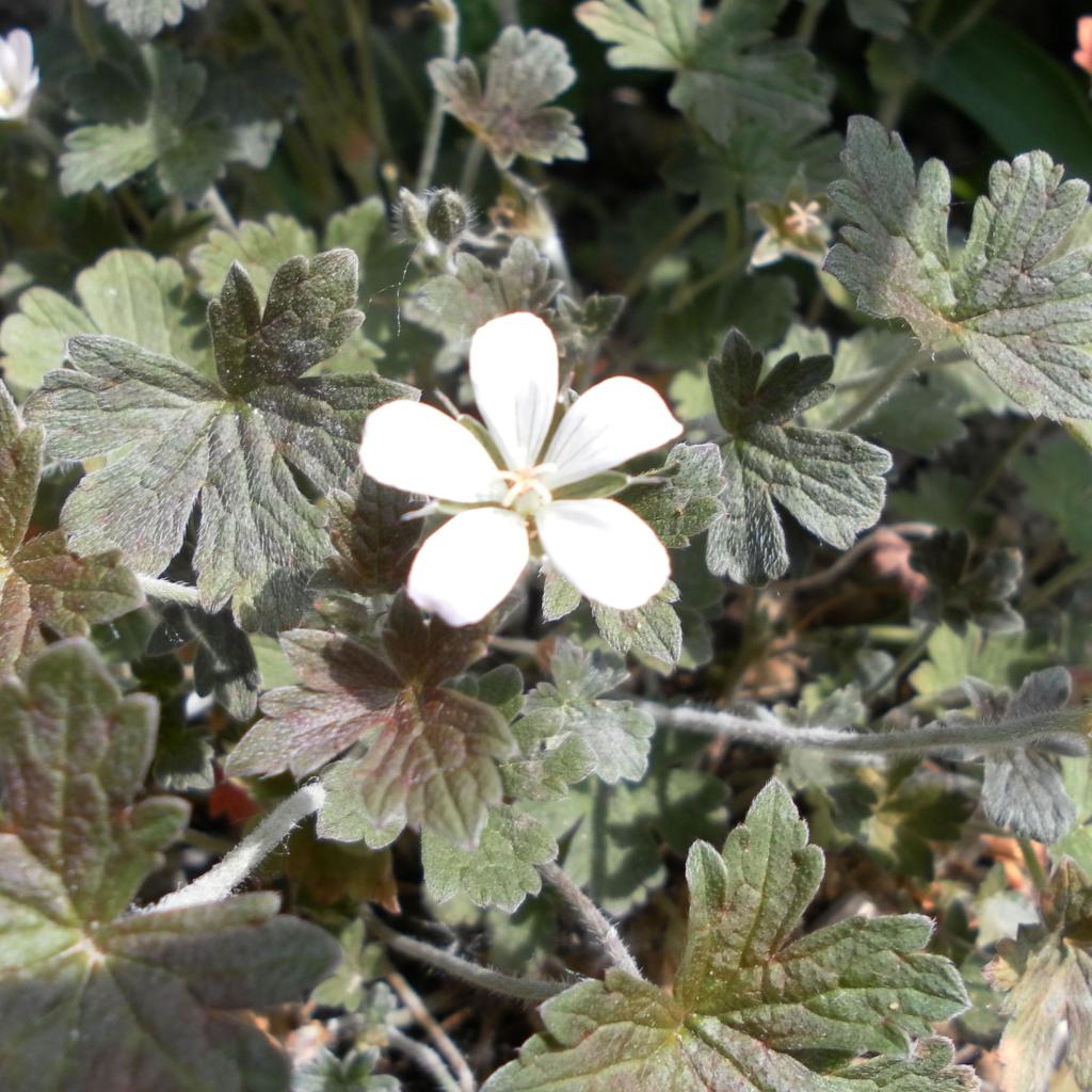 Geranium oxonianum Sanne - Géranium vivace blanc à feuillage brun