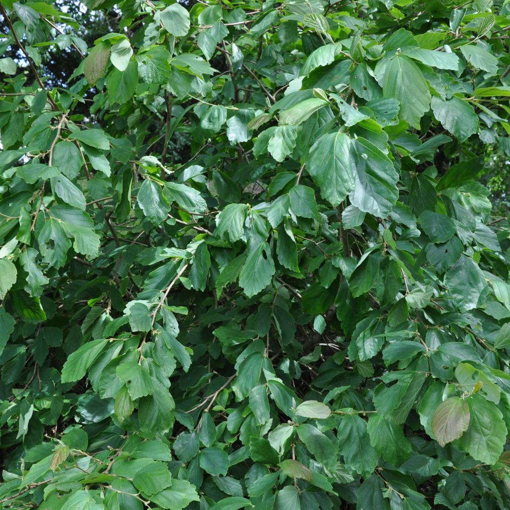 Hamamelis japonica Pendula – Port pleureur et floraison hivernale jaune