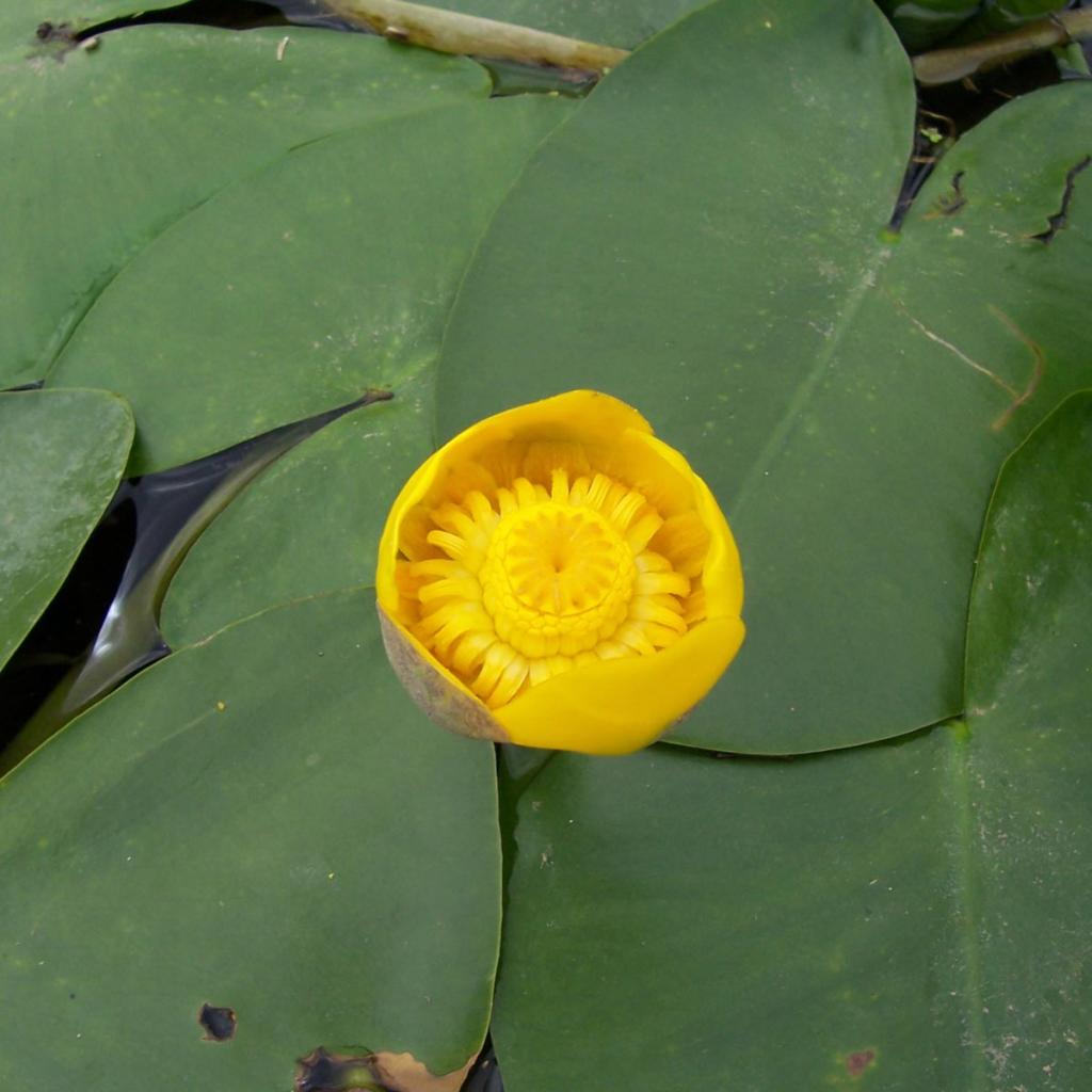 Nuphar Lutea - Nénuphar Jaune - Plante Aquatique