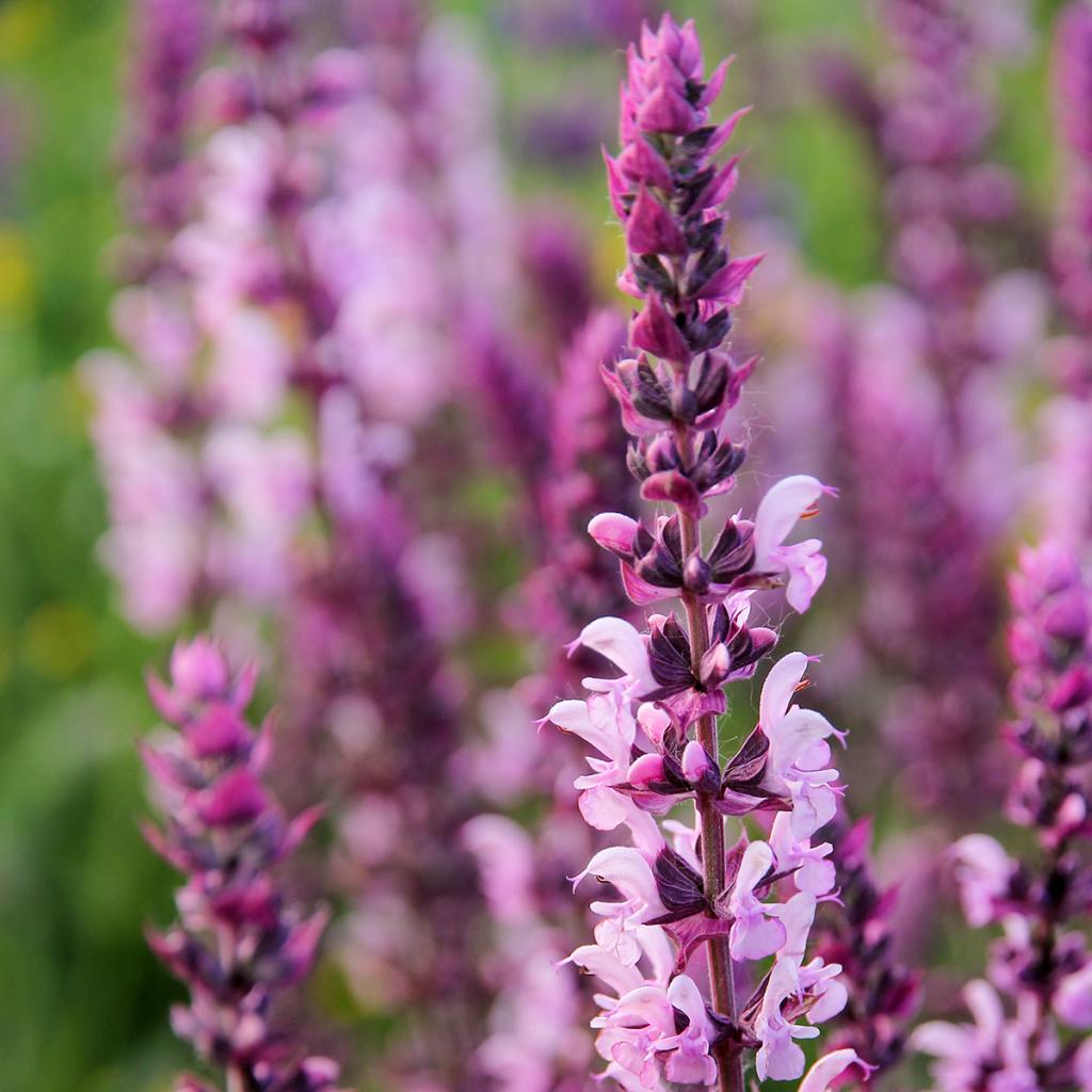 Salvia nemorosa Caradonna Pink Sauge des bois à fleurs roses