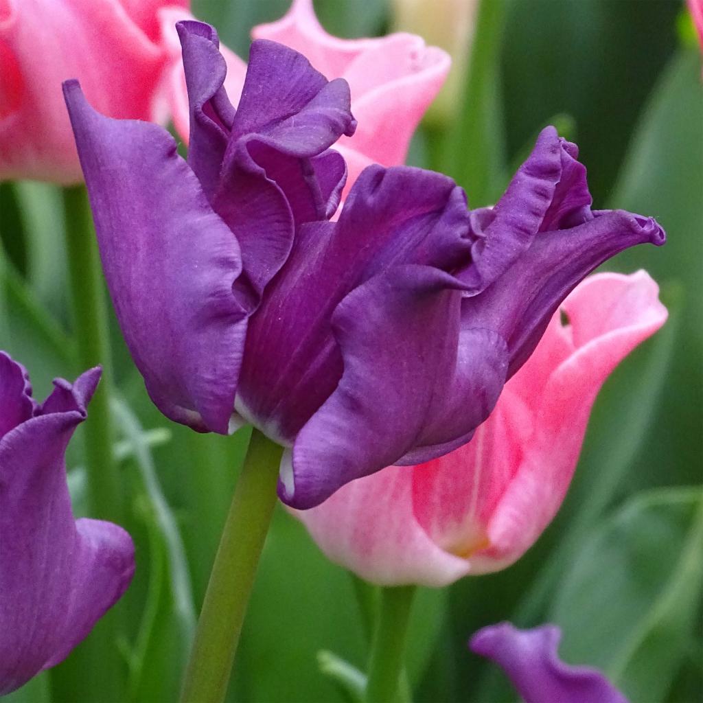 Tulipe Triomphe Crown Of Negrita Bulbe Aux Fleurs Violet Soutenu