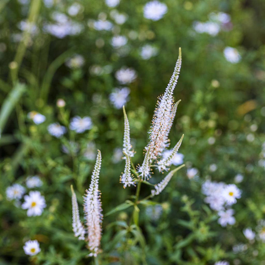 Veronicastrum Virginicum Diana V Ronique Grande Vivace D T Aux Longs Pis Blancs Tr S Fins