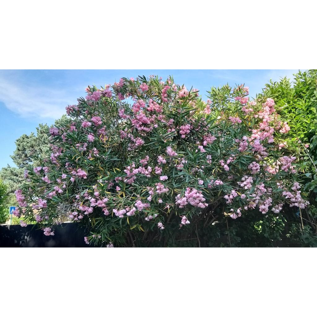 Laurier Rose Provence - Nerium Oleander - Arbuste Persistant à Grandes ...