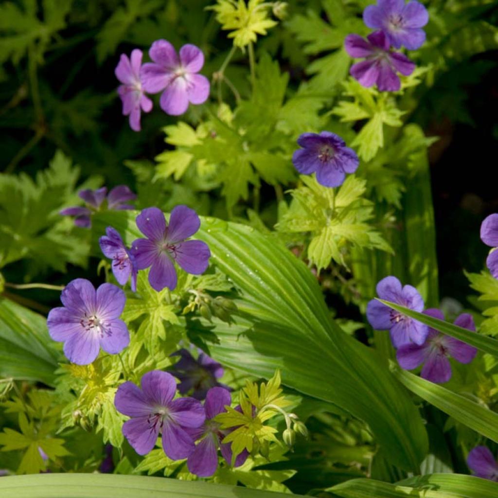 Geranium vivace Blue Sunrise - Des fleurs bleur sur un feuillage doré