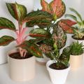 Aglaonema