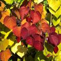 Arbustes à couleur d'automne