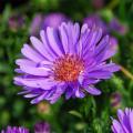 Asters moyens