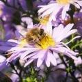 Asters pour rocaille