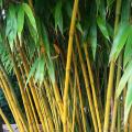 Bambous de A à Z