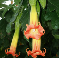 Brugmansia