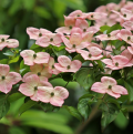 Cornus à fleurs roses