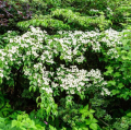 Cornus kousa - Cornouiller du Japon