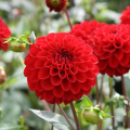 Dahlias rouges