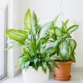 Dieffenbachia