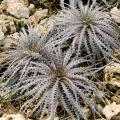 Dyckia