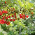 Elaeagnus umbellata - Chalef d'automne