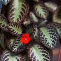 Episcia