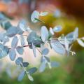 Eucalyptus gunnii, eucalyptus à feuilles rondes