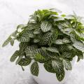 Fittonia