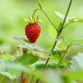 Fraises des bois