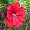 Hibiscus des marais